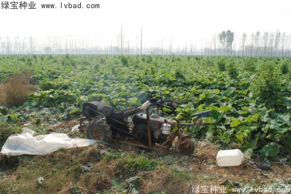 <a href='http://m.wuzhouwash.com/yaocaizhongzi/2297.html' target='_blank'>牛蒡種子</a>