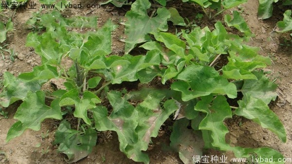 <a href='http://m.wuzhouwash.com/yaocaizhongzi/2297.html' target='_blank'>牛蒡種子</a>