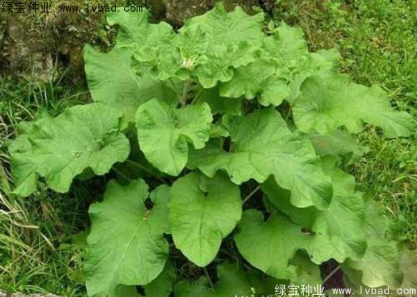 牛蒡種子