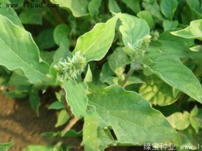 牛膝子種子