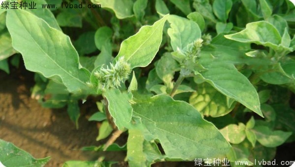 <a href='http://m.wuzhouwash.com/yaocaizhongzi/2298.html' target='_blank'>牛膝子種子</a>