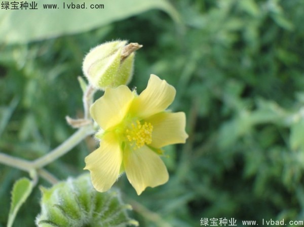 青麻種子