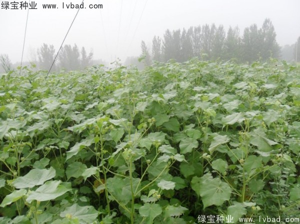 <a href='http://m.wuzhouwash.com/yaocaizhongzi/2299.html' target='_blank'>青麻</a><a href='http://m.wuzhouwash.com/' target='_blank'>種子</a>