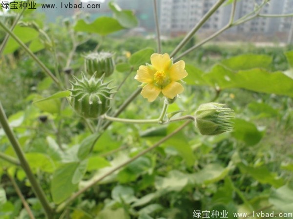 青麻<a href='http://m.wuzhouwash.com/' target='_blank'>種子</a>