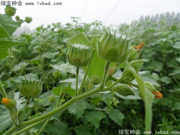 <a href='http://m.wuzhouwash.com/yaocaizhongzi/2299.html' target='_blank'>青麻種子</a>