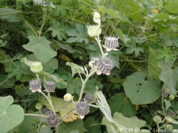 青麻<a href='http://m.wuzhouwash.com/' target='_blank'>種子</a>