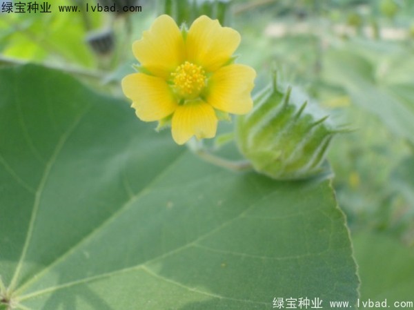 <a href='http://m.wuzhouwash.com/yaocaizhongzi/2299.html' target='_blank'>青麻種子</a>