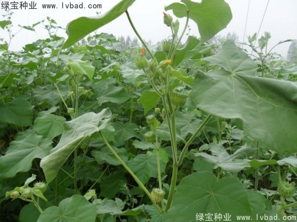 <a href='http://m.wuzhouwash.com/yaocaizhongzi/2299.html' target='_blank'>青麻種子</a>
