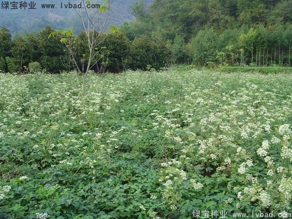 <a href='http://m.wuzhouwash.com/yaocaizhongzi/2300.html' target='_blank'>前胡種子</a>