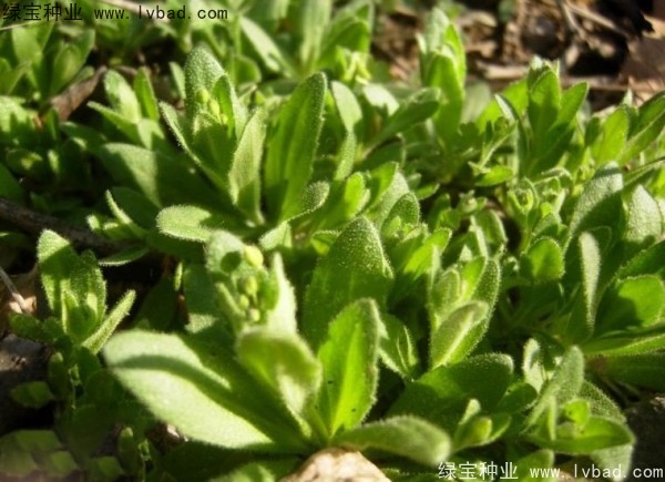 <a href='http://m.wuzhouwash.com/yaocaizhongzi/2301.html' target='_blank'>葶藶子種子</a>