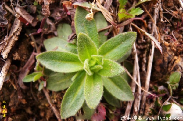 <a href='http://m.wuzhouwash.com/yaocaizhongzi/2301.html' target='_blank'>葶藶子種子</a>