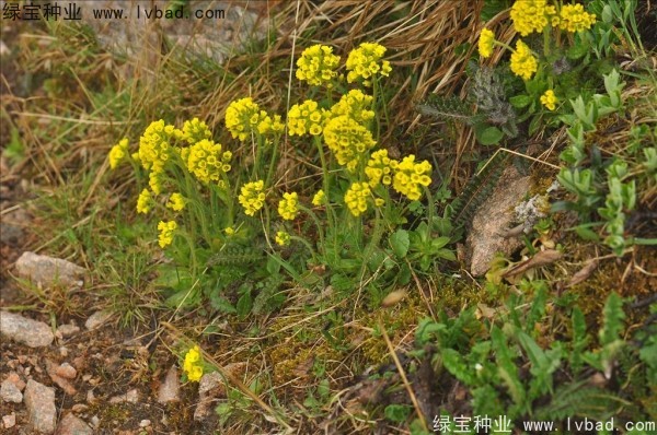 <a href='http://m.wuzhouwash.com/yaocaizhongzi/2301.html' target='_blank'>葶藶子</a><a href='http://m.wuzhouwash.com/' target='_blank'>種子</a>