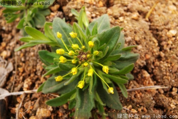 <a href='http://m.wuzhouwash.com/yaocaizhongzi/2301.html' target='_blank'>葶藶子</a><a href='http://m.wuzhouwash.com/' target='_blank'>種子</a>