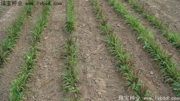 <a href='http://m.wuzhouwash.com/yaocaizhongzi/2302.html' target='_blank'>薏米種子</a>
