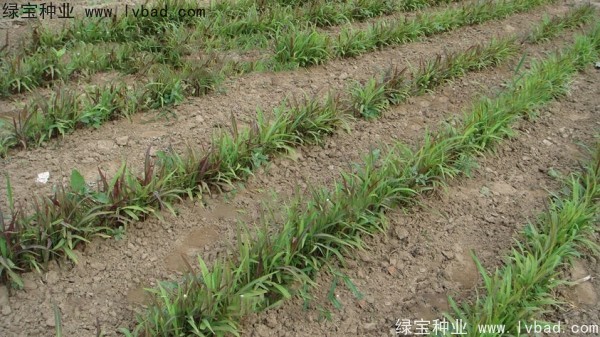 <a href='http://m.wuzhouwash.com/yaocaizhongzi/2302.html' target='_blank'>薏米種子</a>