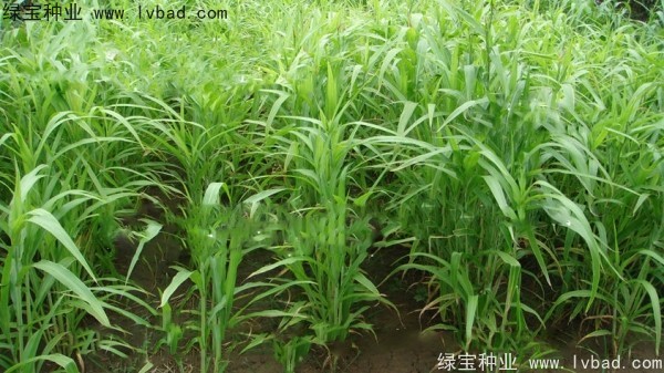 薏米<a href='http://m.wuzhouwash.com/' target='_blank'>種子</a>