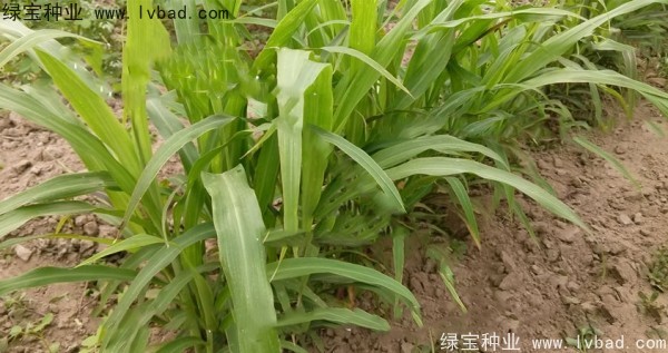薏米<a href='http://m.wuzhouwash.com/' target='_blank'>種子</a>