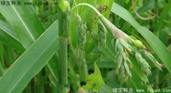 薏米<a href='http://m.wuzhouwash.com/' target='_blank'>種子</a>