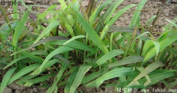 <a href='http://m.wuzhouwash.com/yaocaizhongzi/2302.html' target='_blank'>薏米種子</a>