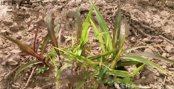 薏米種子