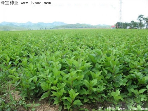 <a href='http://m.wuzhouwash.com/yaocaizhongzi/2305.html' target='_blank'>五味子種子</a>