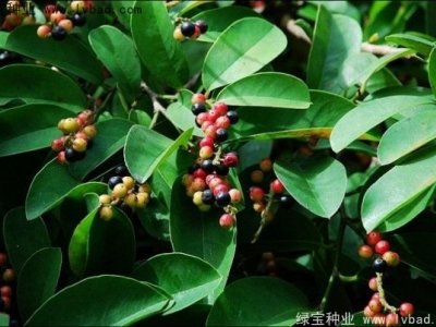 五味子種子