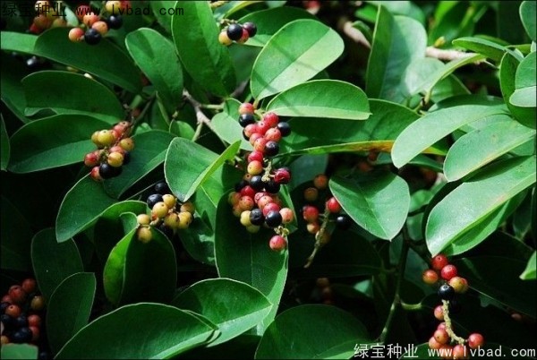 <a href='http://m.wuzhouwash.com/yaocaizhongzi/2305.html' target='_blank'>五味子種子</a>