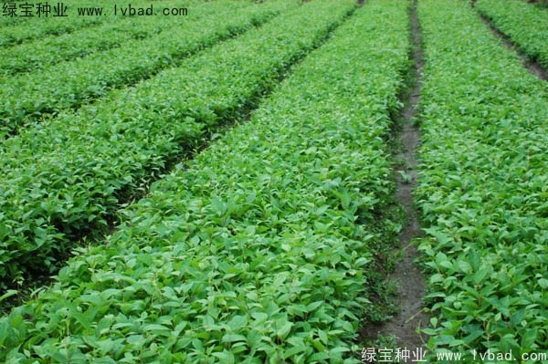 <a href='http://m.wuzhouwash.com/yaocaizhongzi/2305.html' target='_blank'>五味子種子</a>
