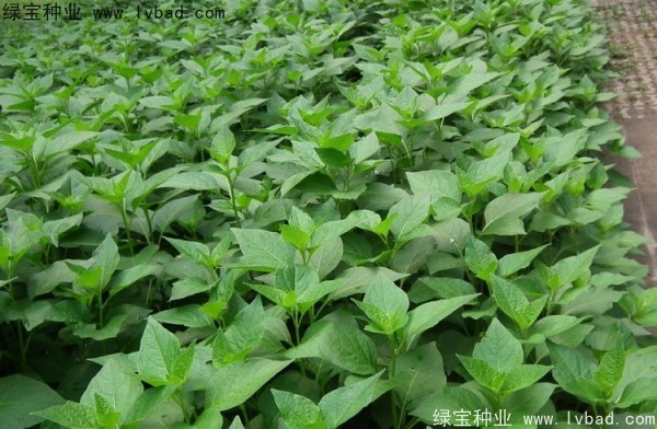 <a href='http://m.wuzhouwash.com/yaocaizhongzi/2306.html' target='_blank'>錦燈籠</a><a href='http://m.wuzhouwash.com/' target='_blank'>種子</a>