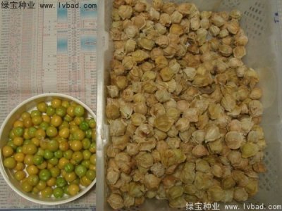 錦燈籠種子