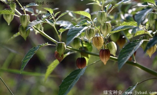 <a href='http://m.wuzhouwash.com/yaocaizhongzi/2306.html' target='_blank'>錦燈籠種子</a>