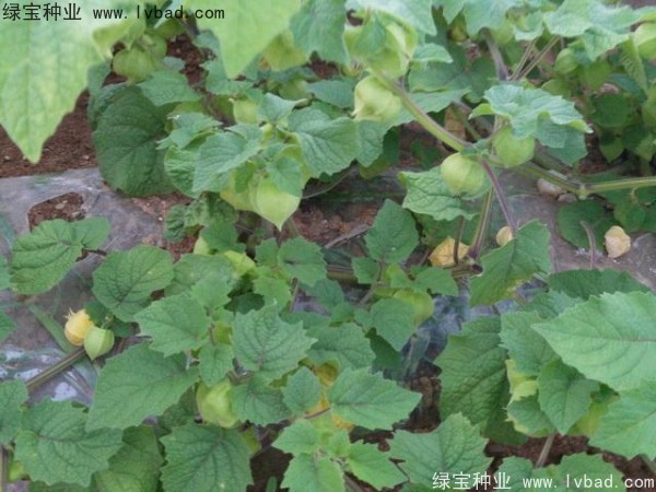 <a href='http://m.wuzhouwash.com/yaocaizhongzi/2306.html' target='_blank'>錦燈籠種子</a>