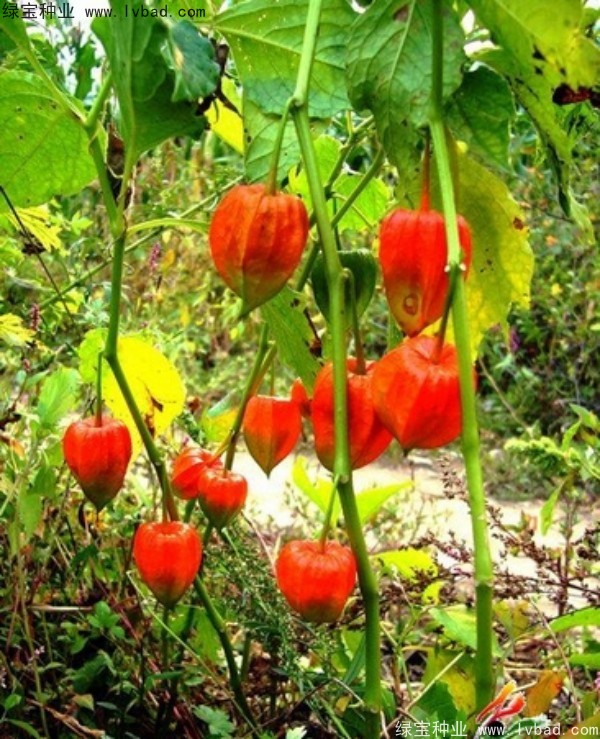 錦燈籠<a href='http://m.wuzhouwash.com/' target='_blank'>種子</a>
