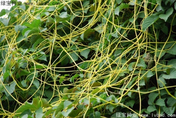 <a href='http://m.wuzhouwash.com/yaocaizhongzi/2307.html' target='_blank'>無根草種子</a>