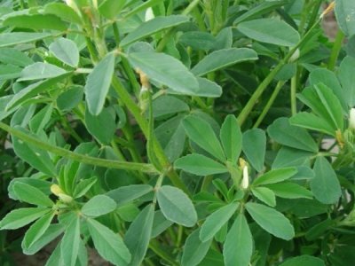 蕓香草