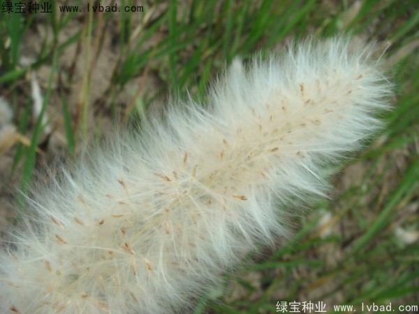 <a href='http://m.wuzhouwash.com/yaocaizhongzi/2310.html' target='_blank'>白茅種子</a>