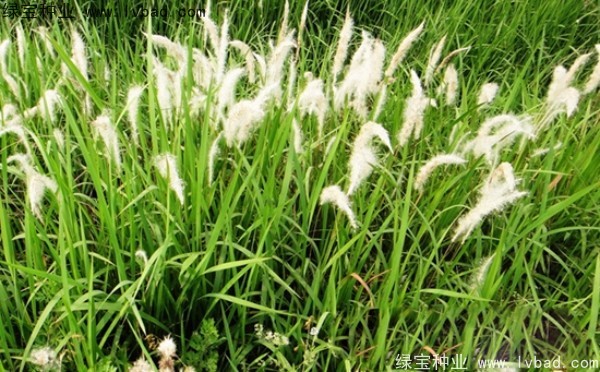 <a href='http://m.wuzhouwash.com/yaocaizhongzi/2310.html' target='_blank'>白茅種子</a>