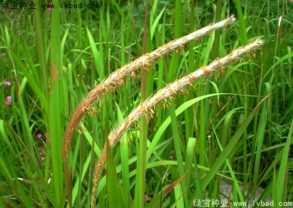 <a href='http://m.wuzhouwash.com/yaocaizhongzi/2310.html' target='_blank'>白茅種子</a>