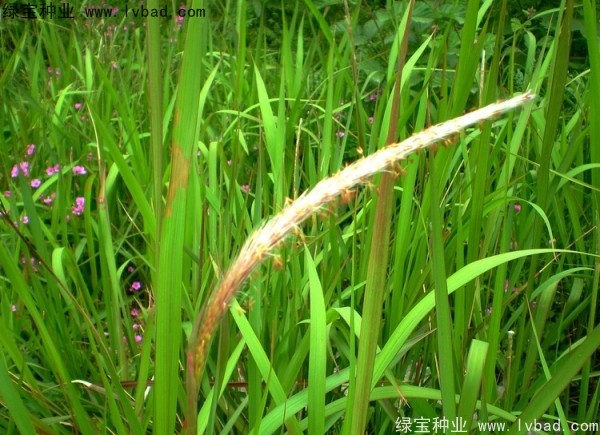 <a href='http://m.wuzhouwash.com/yaocaizhongzi/2310.html' target='_blank'>白茅</a><a href='http://m.wuzhouwash.com/' target='_blank'>種子</a>