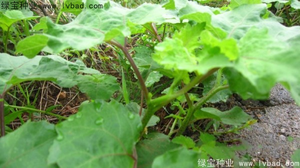 <a href='http://m.wuzhouwash.com/yaocaizhongzi/2313.html' target='_blank'>蒼耳子種子</a>