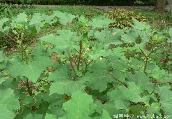 <a href='http://m.wuzhouwash.com/yaocaizhongzi/2313.html' target='_blank'>蒼耳子</a><a href='http://m.wuzhouwash.com/' target='_blank'>種子</a>