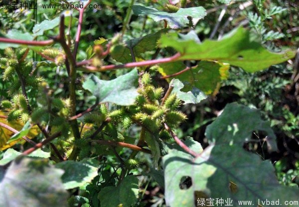 蒼耳子<a href='http://m.wuzhouwash.com/' target='_blank'>種子</a>