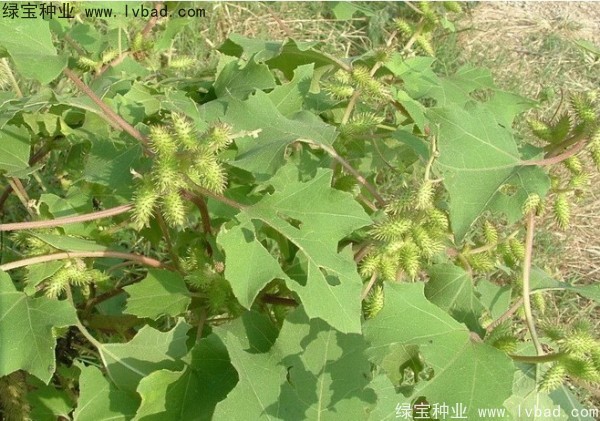 <a href='http://m.wuzhouwash.com/yaocaizhongzi/2313.html' target='_blank'>蒼耳子種子</a>