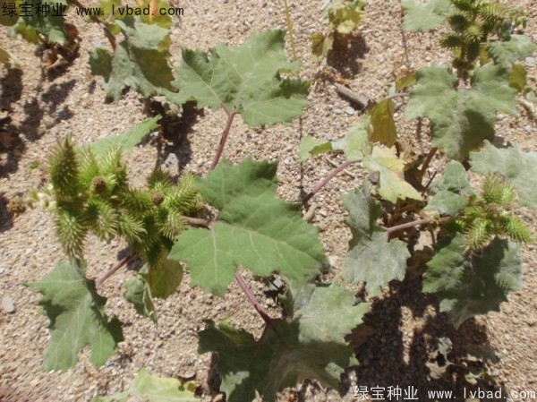 <a href='http://m.wuzhouwash.com/yaocaizhongzi/2313.html' target='_blank'>蒼耳子種子</a>