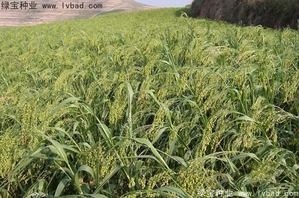 <a href='http://m.wuzhouwash.com/yaocaizhongzi/2314.html' target='_blank'>紅糜子種子</a>