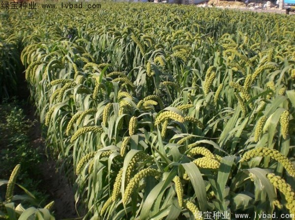 <a href='http://m.wuzhouwash.com/yaocaizhongzi/2314.html' target='_blank'>紅糜子</a><a href='http://m.wuzhouwash.com/' target='_blank'>種子</a>
