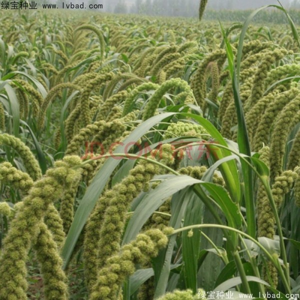 <a href='http://m.wuzhouwash.com/yaocaizhongzi/2314.html' target='_blank'>紅糜子種子</a>