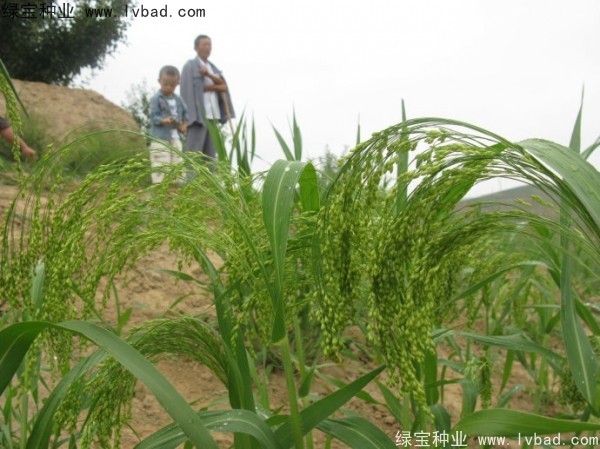 <a href='http://m.wuzhouwash.com/yaocaizhongzi/2314.html' target='_blank'>紅糜子</a><a href='http://m.wuzhouwash.com/' target='_blank'>種子</a>