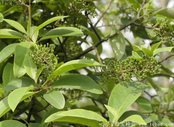 蓽澄茄<a href='http://m.wuzhouwash.com/' target='_blank'>種子</a>