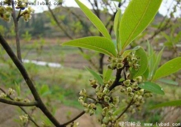 <a href='http://m.wuzhouwash.com/yaocaizhongzi/2315.html' target='_blank'>蓽澄茄種子</a>